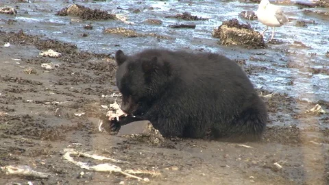 Black Bear eating Salmon on beach Stock Footage 85534256
