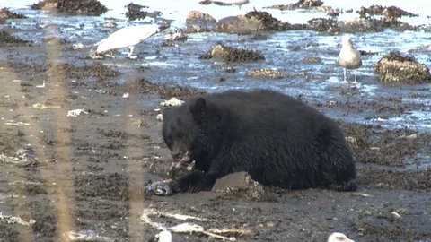 Black Bear eating Salmon on beach Stock Footage 85534293