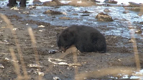 Black Bear eating Salmon on beach Stock Footage 85535113