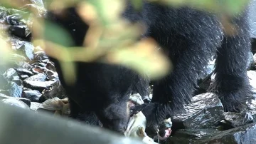 Black Bear eating Salmon Close Up Stock Footage 85534204