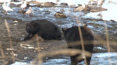 Black Bear eating salmon defends food Stock Footage 85534284