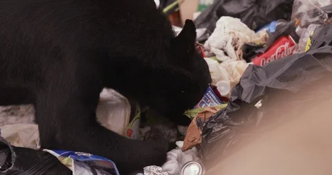 Black bear eating scrap from the dumping ground Stock Footage 109543844