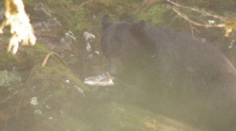 Black bear eats salmon 2 Video stock 107820