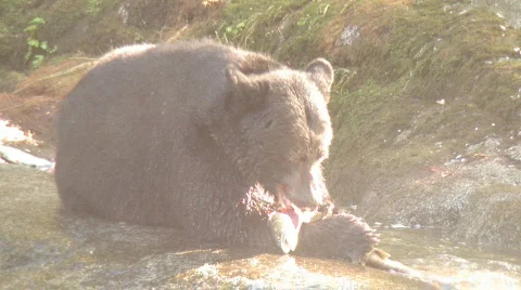 Black bear eats salmon 3 Video stock 107839