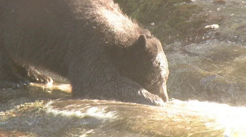 Black bear eats salmon 4 Video stock 107869