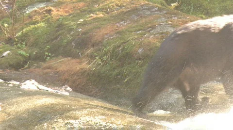 Black bear eats salmon 5 Video stock 107908