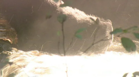 Black bear eats salmon 6 Video stock 108139