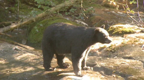 Black bear eats salmon 7 Video stock 108240