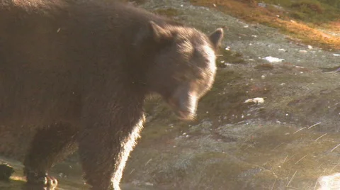 Black bear eats salmon HD Video stock 106352