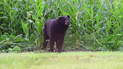 Black Bear at edge of a corn field, Columbia, NC, US Video stock 249084117