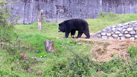 Black Bear in Enclosure 스톡 동영상 338233722