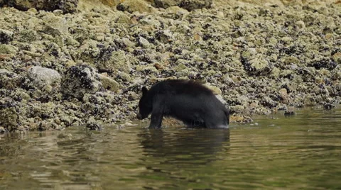 Black Bear Exiting Water 06 60fps 1080p Stock Footage 55016417