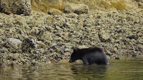 Black Bear Exiting Water 06 60fps SLOWED to 24fps 1080p Stock Footage 55022853