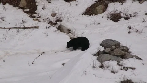 Black bear exits den and walks along snowy path Stockbeeldmateriaal 73670169