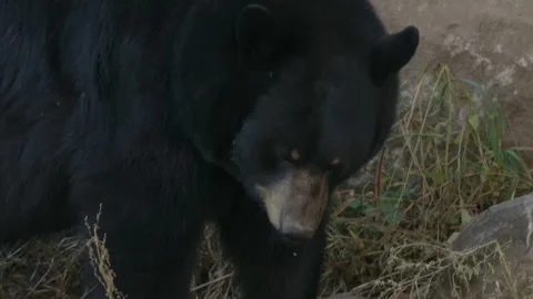 Black bear face extreme close up Stock Footage 140266943