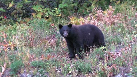 Black bear in fall foliage Stock Footage 217786715