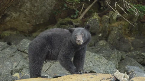 Black Bear Feeding 01 24p 1080p Stock Footage 55014612