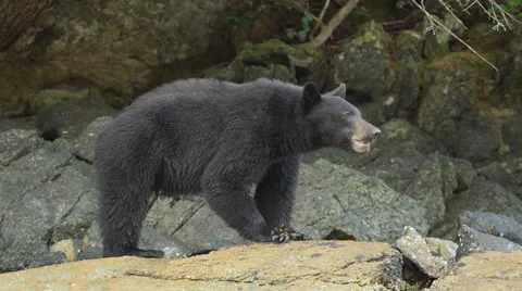 Black Bear Feeding 01 60fps SLOWED to 24fps 1080p Stock Footage 55025804