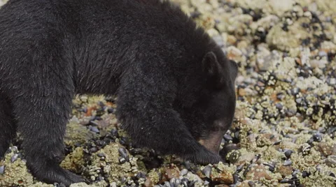 Black Bear Feeding 03 24p 1080p Stock Footage 55013780