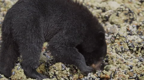 Black Bear Feeding 03 60fps 1080p Stock Footage 55027005