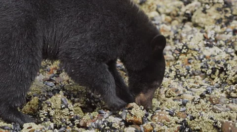 Black Bear Feeding 03 60fps SLOWED to 24fps 1080p Stock Footage 55033771