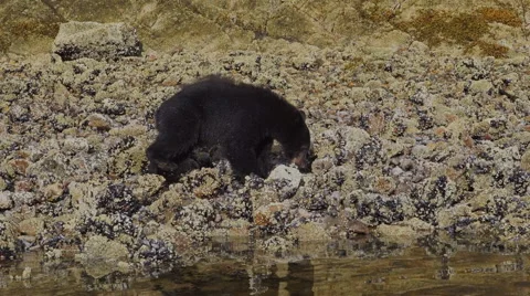 Black Bear Feeding 08 24fps 1080p Stock Footage 55020221
