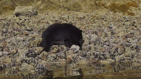Black Bear Feeding 08 60fps SLOWED to 24fps 1080p Stock Footage 55027965
