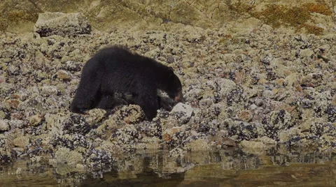 Black Bear Feeding 08 60fps 1080p Stock Footage 55117424