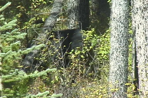 Black Bear Feeding on Berries Stock Footage