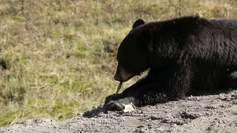 Black Bear feeding on dried dead bird Stock Footage 79233518