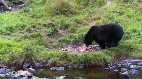 Black bear feeding on the edge of the river in the Canadian rainforest 8s Vídeo Stock 231712098