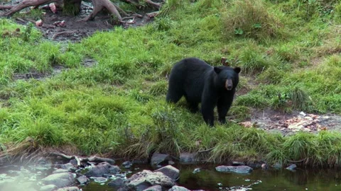 Black bear feeding on the edge of the river in the Canadian rainforest 26s Stock Footage 231712104