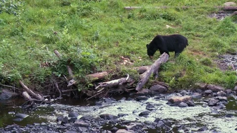Black bear feeding on the edge of the river in the Canadian rainforest 40ss Vídeos de archivo 231712110