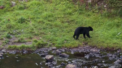 Black bear feeding on the edge of the river in the Canadian rainforest 80 Vídeos de archivo 231712114
