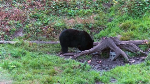 Black bear feeding on the edge of the river in the Canadian rainforest 29s 库存影片 231712115