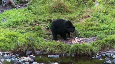 Black bear feeding on the edge of the river in the Canadian rainforest 27s 動画素材 231712124