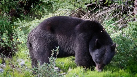 Black Bear Feeding on Grass at Banff National Park in Alberta, Canada Stock Footage