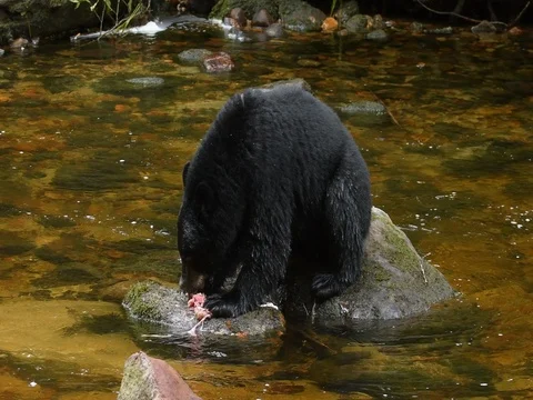 Black Bear Feeding on Salmon, Canada Stock Footage