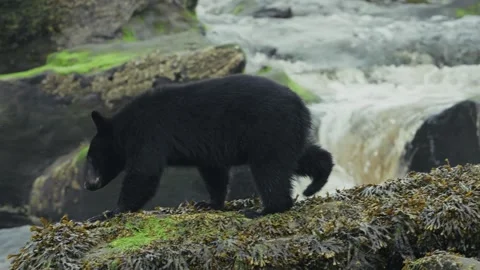 Black Bear Fishing For Spawning Salmon In The River Near Port Hardy In Vidéo 320431467
