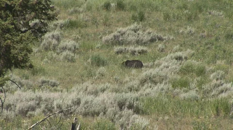 Black bear Video stock 82677