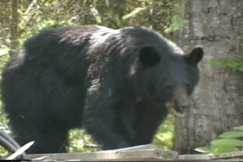 Black Bear Stock Footage 96653