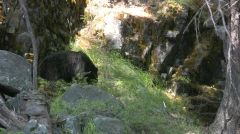 Black bear Video stock 339133
