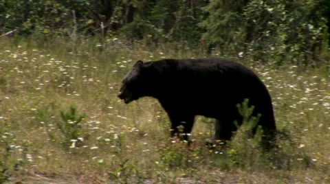 Black bear  Stock Footage 623045