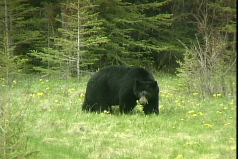 Black Bear Video stock 816469