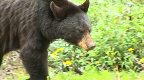 Black bear Vídeo Stock 826438