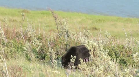 Black Bear Stock-Footage 11424653