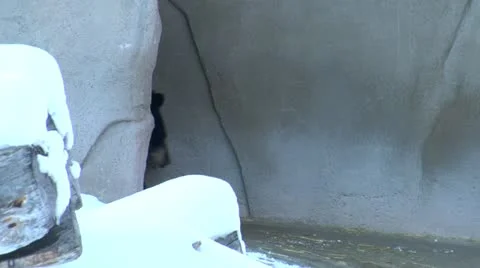 Black bear Video stock 21525878