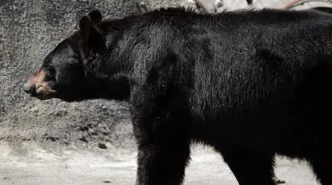 Black Bear Stock Footage 23616527