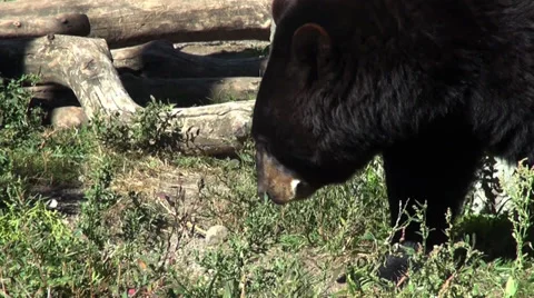 Black Bear Stock Footage 30895916