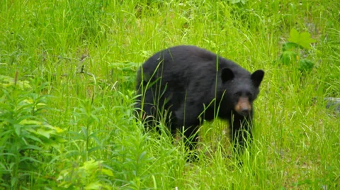 Black Bear Stock Footage 31871768